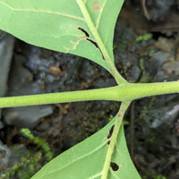 Pumpkin Ash leaflet underside showing distinct fine hairs