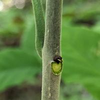 Pumpkin Ash bud and leaf scar