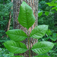 Pumpkin Ash leaflet and bark, provides visual of leaflet size