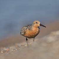 A photograph of Red Knot Rufa subspecies