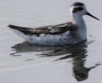 Une photo du phalarope à bec étroit