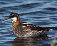 Une photo du phalarope à bec étroit