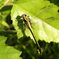 Skillet Clubtail