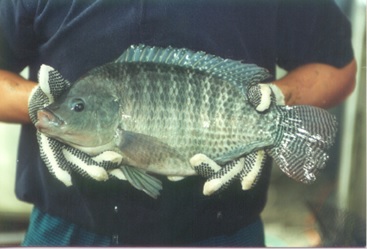 Mature tilapia