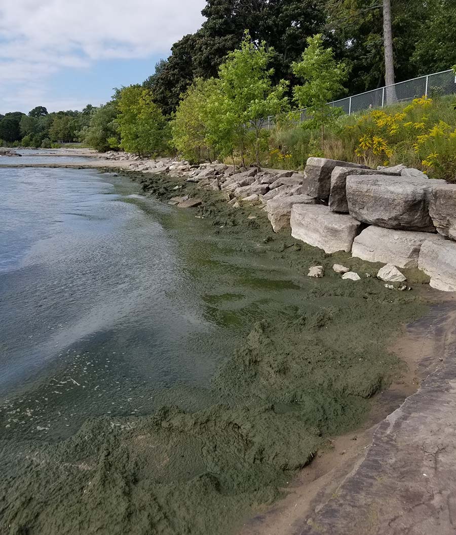 Blue-green algal bloom