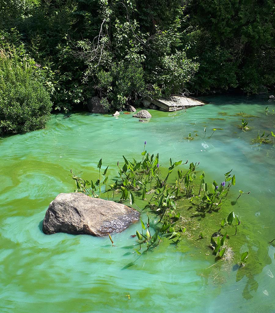 Prolifération d’algues bleues 