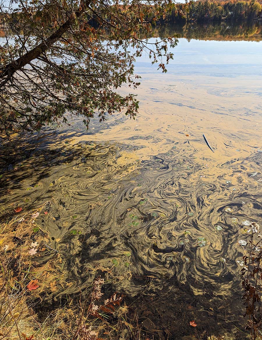 Blue-green algal bloom