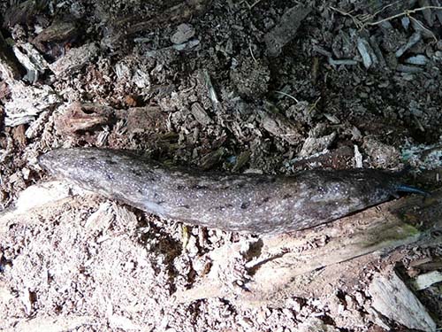 Carolina Mantleslug