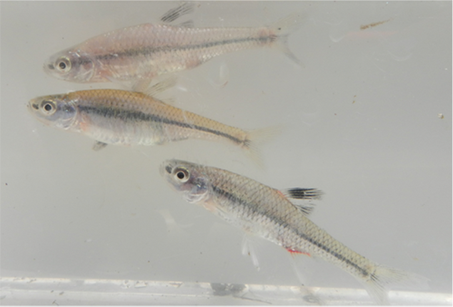 Pugnose Minnow