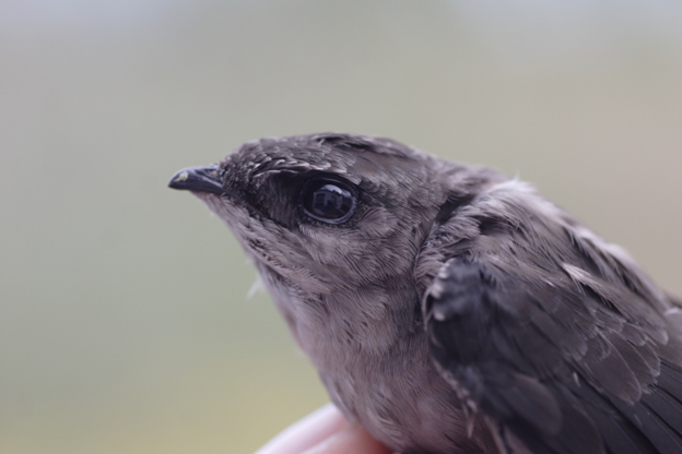 Chimney Swift
