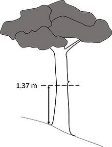 Figure 3ii