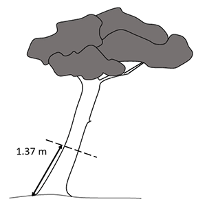 Figure 3ii