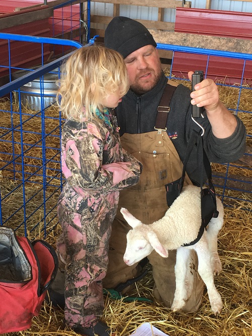 An image of a young lamb being weighed by farmer and his daughter. This photo was provided by Walkabout Farm.
