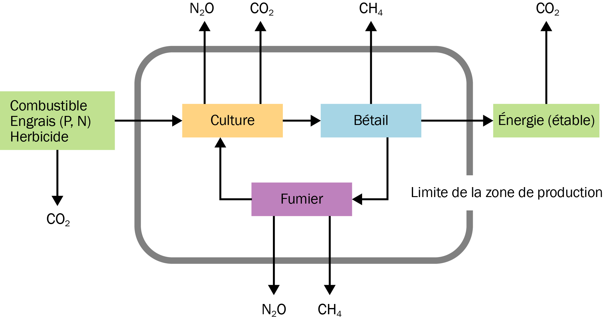 Une illustration de la limite de la zone de production montrant les systèmes de production primaire et les sources d’émissions incluses dans l’Outil d’aide à la décision sur les gaz à effet de serre d’AgriSuite. Les systèmes culturaux produiront de l’oxyde nitreux et du dioxyde de carbone. Les systèmes d’élevage (bétail) produiront du méthane. Les systèmes d’entreposage de fumier produiront du oxyde nitreux et du méthane. L’utilisation énergétique des structures agricoles, y compris les étables, les serres et les séchoirs à grains, l’utilisation de combustible pour l’équipement agricole et l’utilisation de combustible pour la production d’engrais et d’herbicides produiront des émissions de dioxyde de carbone.