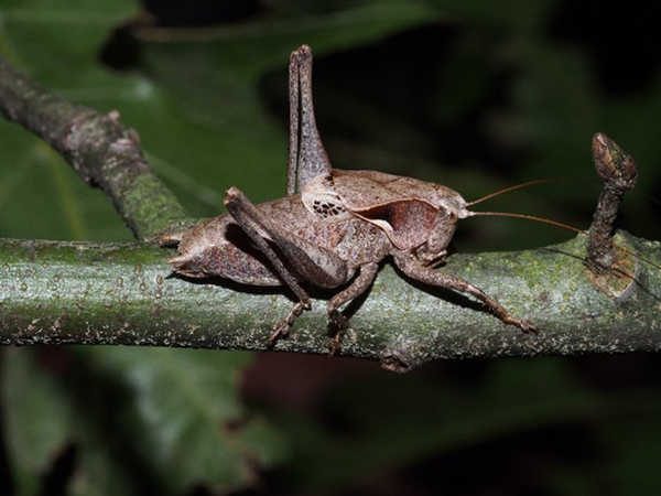Adult male Davis's Shieldback sitting on a branch