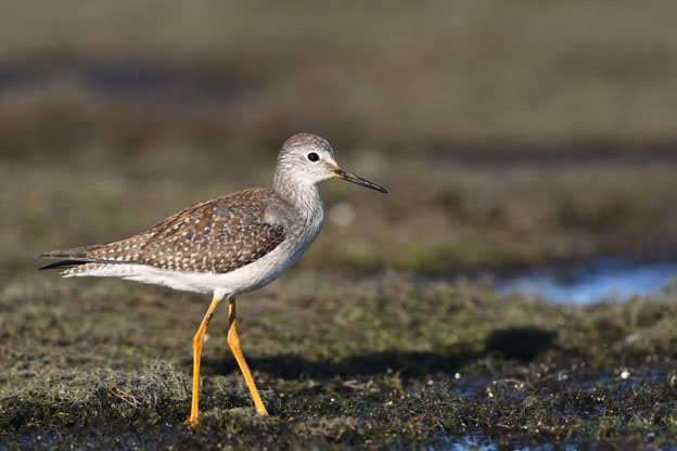 Lesser Yellowlegs