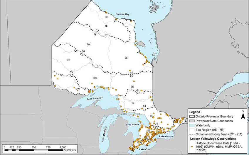Historical occurrence records of the Lesser Yellowlegs in Ontario
