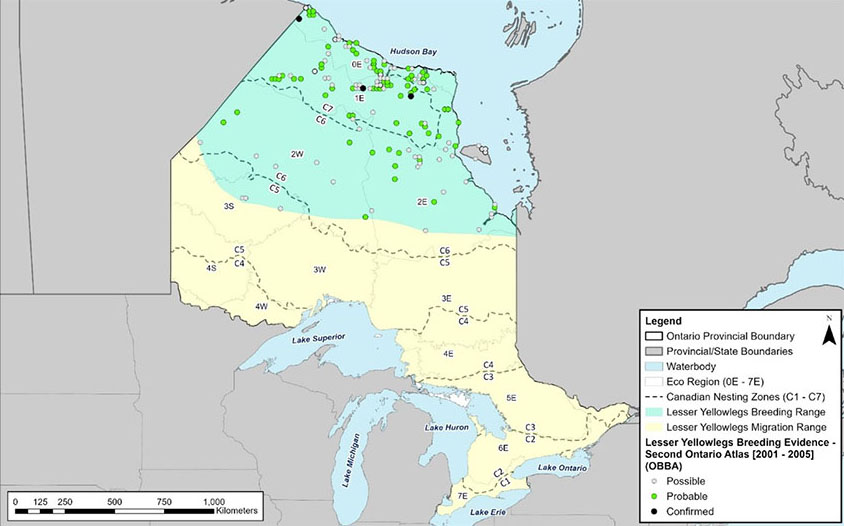 Approximate breeding and migratory range of Lesser Yellowlegs in Otario