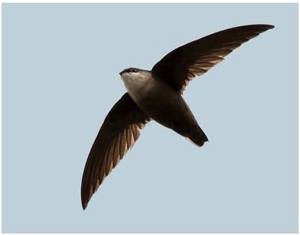Chimney Swift