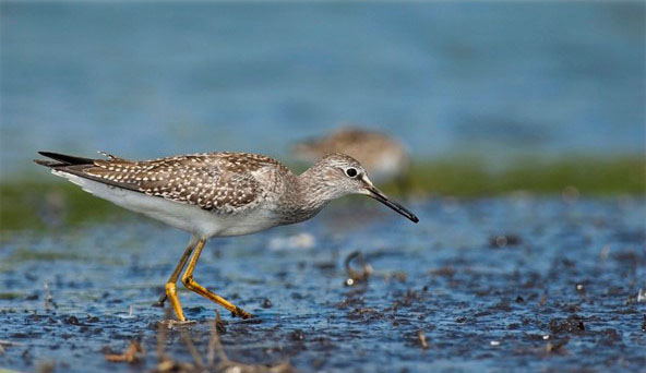 Lesser Yellowlegs