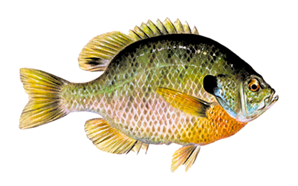 Crapet arlequin