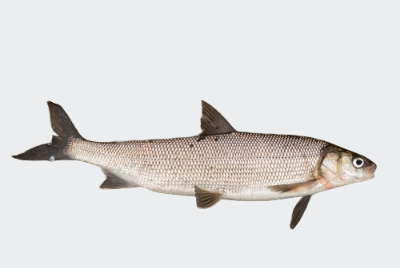 Lake Whitefish (Opeongo Lake large- and small-bodied populations)