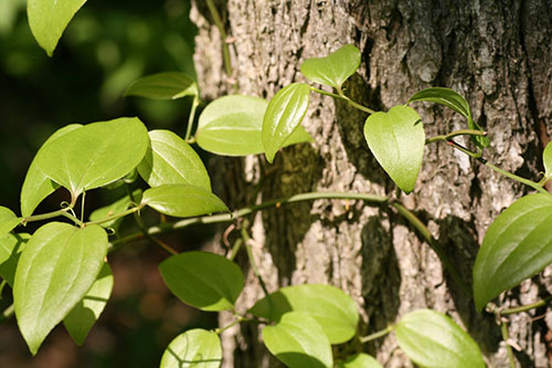 Round-leaved Greenbriera