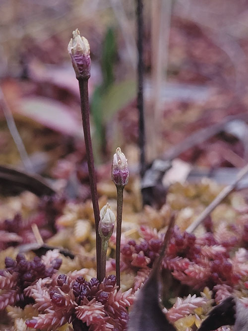 Branched Bartonia