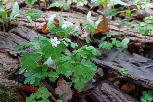 Eastern False Rue-anemone
