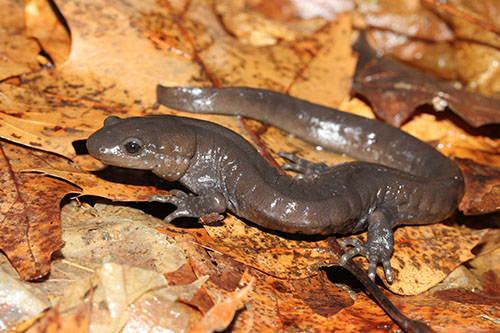 Unisexual Ambystoma  (Jefferson Salamander dependent population)