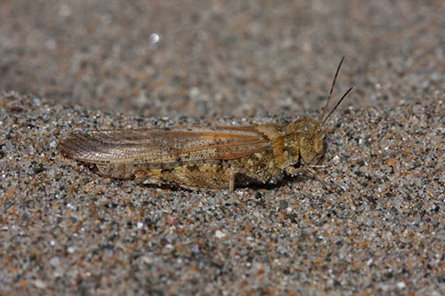 Lake Huron Grasshopper