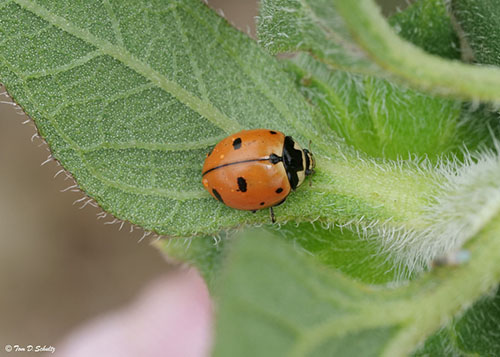 Nine-spotted Lady Beetle