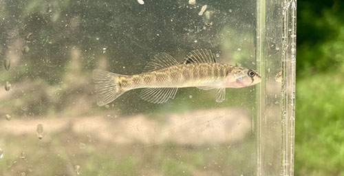 River Darter (Great Lakes - Upper St. Lawrence populations)