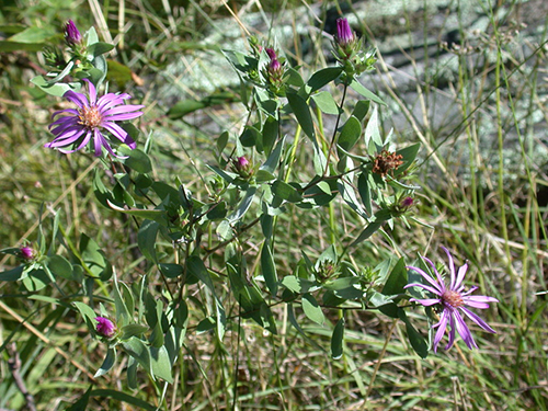 Western Silvery Aster
