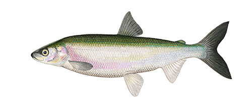 Shortnose Cisco