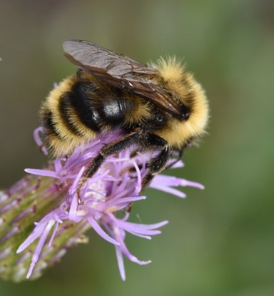 Suckley’s Cuckoo Bumble Bee