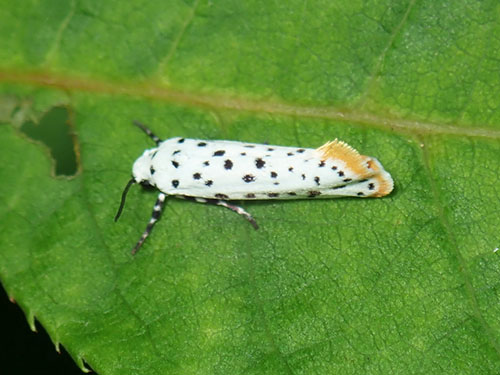 Hoptree Borer