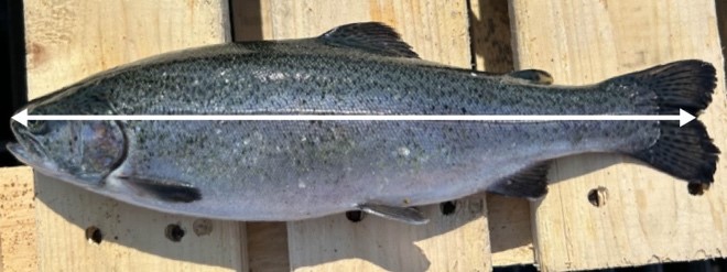 A rainbow trout with arrows depicting how to measure fork length