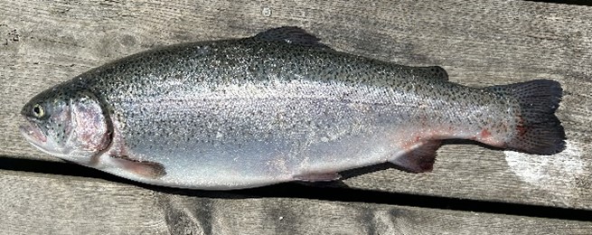 A salmon with a good condition factor on a deck
