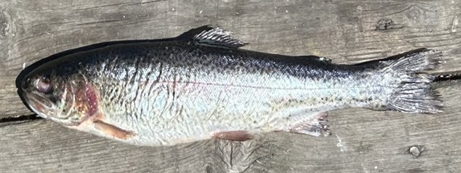 A salmon with a poor condition factor on a deck