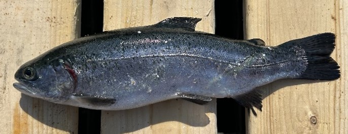 A salmon with a spinal deformity on a deck