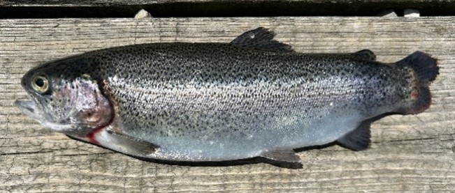 A salmon with vertebral deformity on a deck