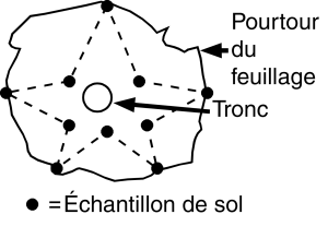 Diagramme d’un modèle d’échantillonnage en forme d’étoile pour un arbre ou un arbuste individuel. Ligne pleine indiquant le pourtour du feuillage et 10 cercles montrant où prélever des échantillons de sol.