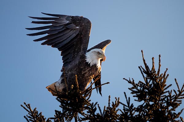 Bald Eagle