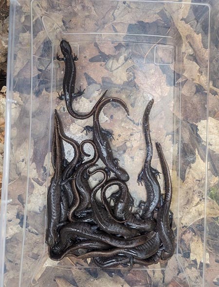 Salamanders captured during pitfall trapping