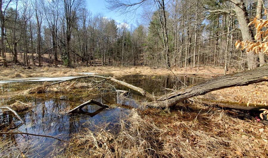 breeding pond
