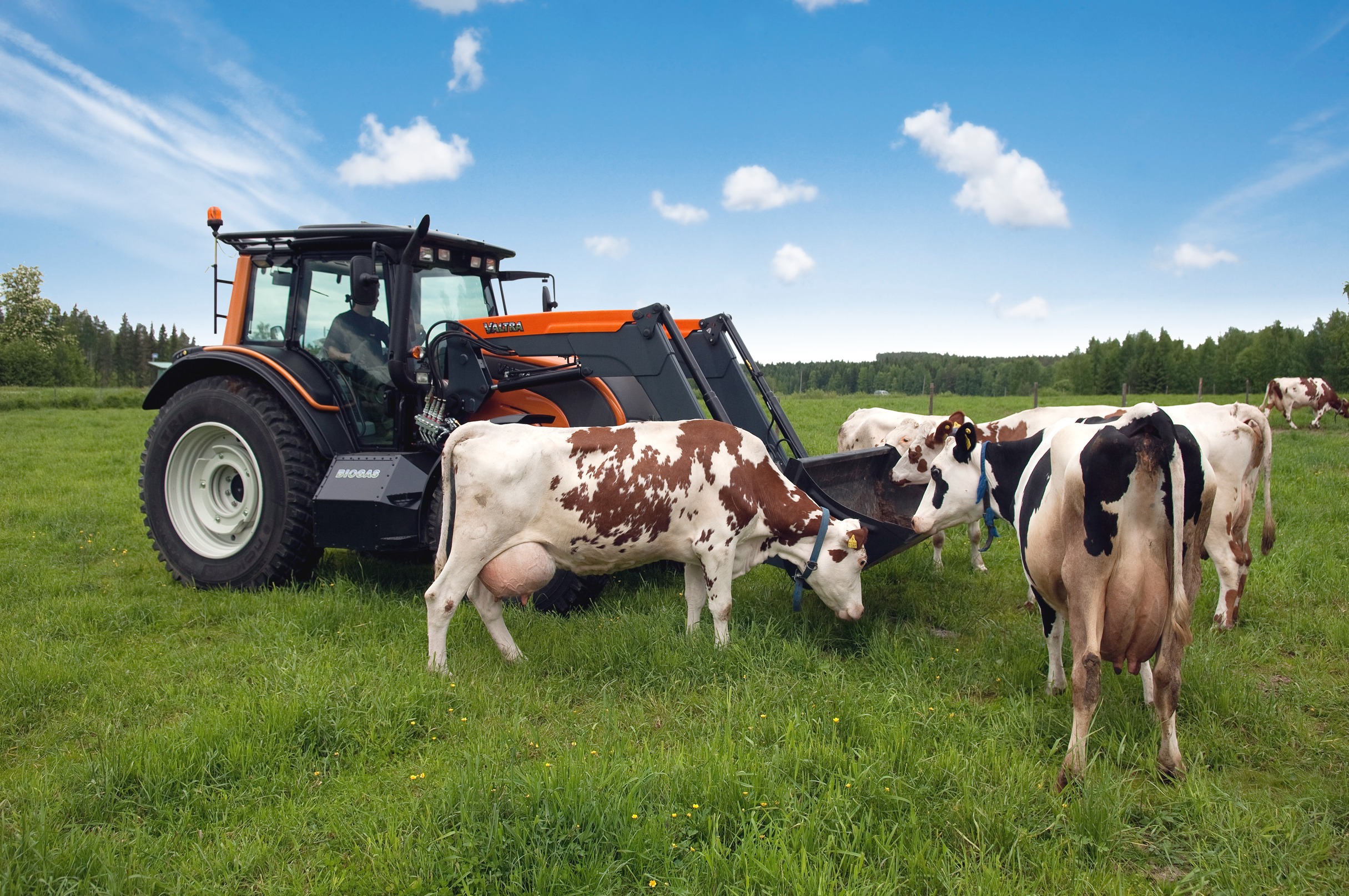 a tractor in a field with black and white dairy cows grazing in front of the tractor