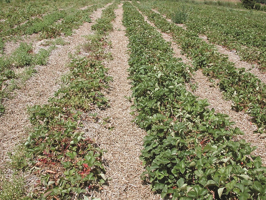 Photo of strawberry plants, with stunted plants on the left and healthy plants on the right.