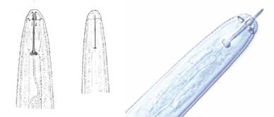 Three close-up images of the stylet structure of a plant parasitic nematode.