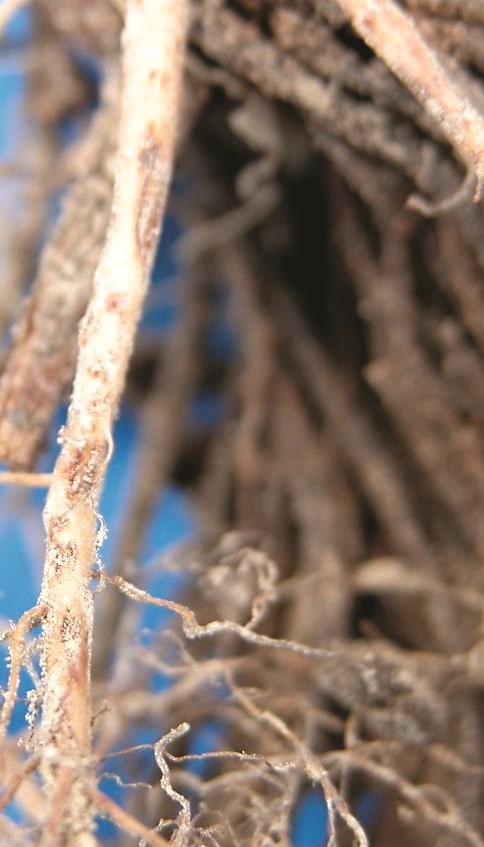 A close-up photo of a strawberry root with scratch-like lesions.